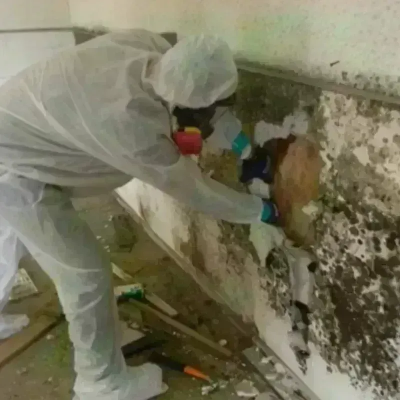 Mold Remediation and Removal in San Angelo, TX